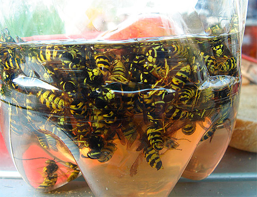 Die Praxis zeigt, dass eine selbst gebaute Wespenfalle aus einer Flasche nicht schlechter funktioniert als industriell gefertigte Gegenstücke. Die Praxis zeigt, dass eine selbst gebaute Wespenfalle aus einer Flasche nicht schlechter funktioniert als industriell gefertigte Gegenstücke.