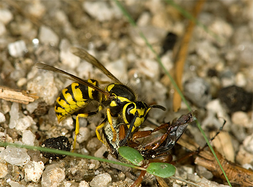 In der Regel setzt die Wespe ihren Stachel nicht beim Angriff auf andere Insekten ein, sondern nutzt ihn nur zur Selbstverteidigung. In der Regel setzt die Wespe ihren Stachel nicht beim Angriff auf andere Insekten ein, sondern nutzt ihn nur zur Selbstverteidigung.