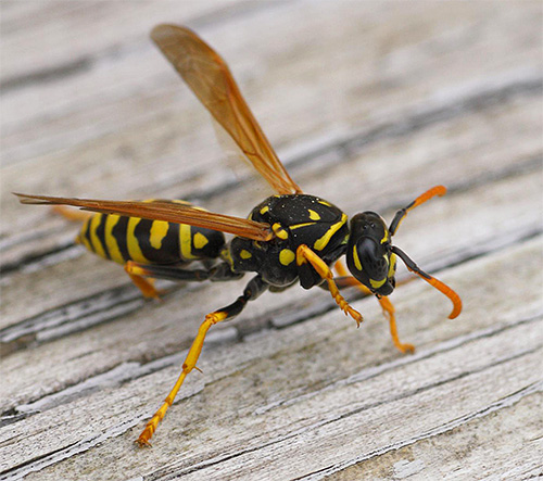 Viele Arzneimittel zur Linderung von Juckreiz und Schwellungen nach einem Wespen- oder anderen Insektenstich sind für Schwangere ungeeignet. Viele Arzneimittel zur Linderung von Juckreiz und Schwellungen nach einem Wespen- oder anderen Insektenstich sind für Schwangere ungeeignet.