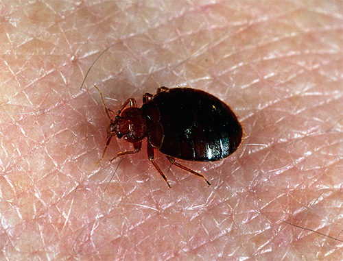 Wenn die Behandlung von Nicht-Profis durchgeführt wurde, können die Insekten bereits nach ein paar Tagen wieder auftauchen. Wenn die Behandlung von Nicht-Profis durchgeführt wurde, können die Insekten bereits nach ein paar Tagen wieder auftauchen.