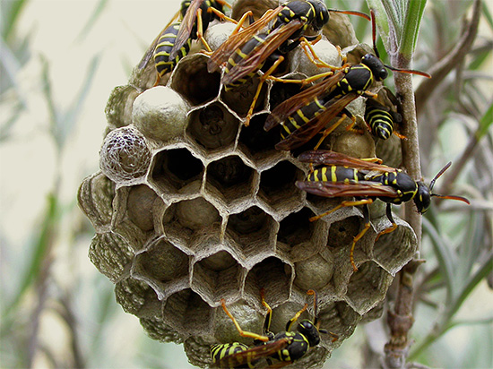 Wenn Wespen beschließen, ihr Nest im Haus oder einfach im Garten zu bauen, muss man sie oft loswerden - darüber sprechen wir im Folgenden... Wenn Wespen beschließen, ihr Nest im Haus oder einfach im Garten zu bauen, muss man sie oft loswerden - darüber sprechen wir im Folgenden.
