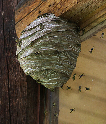 Wenn sich die Insektenbehausung zu nah an einem Holzhaus befindet, darf auf keinen Fall Feuer eingesetzt werden. Wenn sich die Insektenbehausung zu nah an einem Holzhaus befindet, darf auf keinen Fall Feuer eingesetzt werden.
