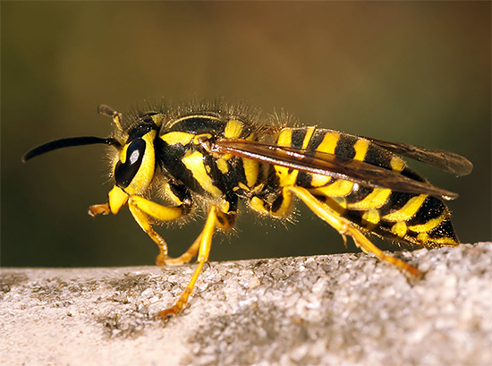 Gegen Wespen sind, wie auch gegen viele andere Insekten, verschiedene Insektizidpräparate durchaus wirksam. Gegen Wespen sind, wie auch gegen viele andere Insekten, verschiedene Insektizidpräparate durchaus wirksam.