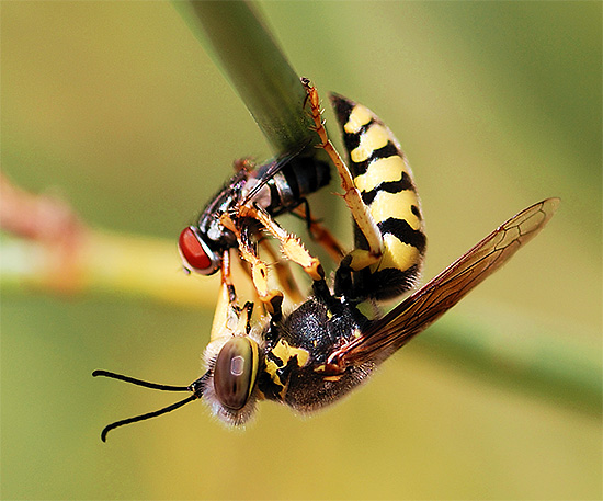 Wespen können nützlich sein, da sie kleine Gartenschädlinge vernichten. Wespen können nützlich sein, da sie kleine Gartenschädlinge vernichten