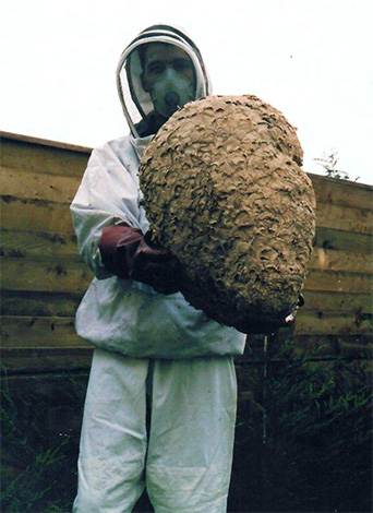 Manchmal kann ein Wespennest eine gigantische Größe erreichen... Manchmal kann ein Wespennest eine gigantische Größe erreichen...