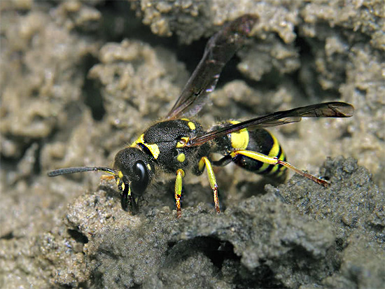 Wenn die Insekten Ihnen keine besonderen Unannehmlichkeiten bereiten, sollten Sie sich nicht beeilen, sie loszuwerden. Wenn die Insekten Ihnen keine besonderen Unannehmlichkeiten bereiten, sollten Sie sich nicht beeilen, sie loszuwerden.
