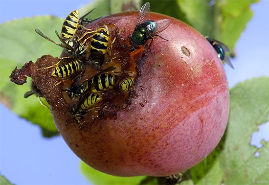 Manchmal fliegen Wespen nur zur Nahrungsaufnahme auf das Gartengrundstück … Manchmal fliegen Wespen nur zur Nahrungsaufnahme auf das Gartengrundstück …
