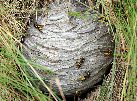 Manchmal kann man ein Wespennest direkt im Gras finden. Manchmal kann man ein Wespennest direkt im Gras finden.