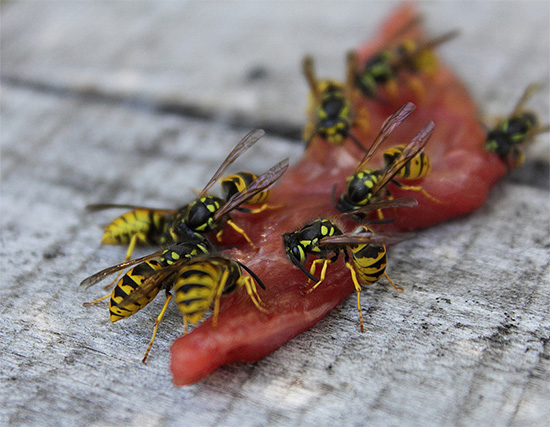 Insekten, die auf ein Stück Fleisch zugeflogen sind. Insekten, die auf ein Stück Fleisch zugeflogen sind.