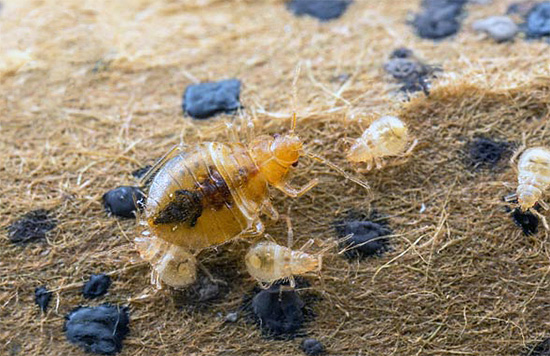 Nach einiger Zeit schlüpfen aus den überlebenden Eiern kleine Larven, die mit hoher Wahrscheinlichkeit bei Kontakt mit den behandelten Oberflächen absterben.