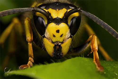 Auf diesem Foto sind die Haupt- und die Zusatzaugen am Kopf des Insekts zu sehen. Auf diesem Foto sind die Haupt- und die Zusatzaugen am Kopf des Insekts zu sehen.