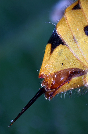 Der auf dem Foto gezeigte Stachel ist im Grunde ein im Laufe der Evolution umgewandelter Legeapparat. Der auf dem Foto gezeigte Stachel ist im Grunde ein im Laufe der Evolution umgewandelter Legeapparat.
