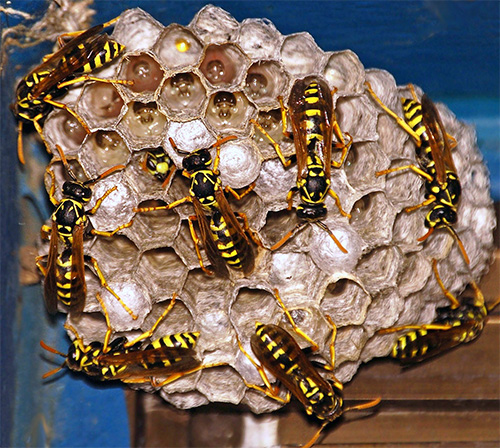 Am Ende der Saison sterben die meisten Bewohner des Nests. Am Ende der Saison sterben die meisten Bewohner des Nests.