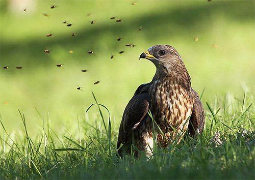 Wespenbussard im Kreise aufgescheuchter Insekten Wespenbussard im Kreise aufgescheuchter Insekten