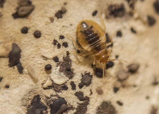 Auf das Auftreten von Wanzen im Haus weisen auch deren Exkremente hin, die regelmäßig in der Nähe des Bettes gefunden werden. Auf das Auftreten von Wanzen im Haus weisen auch deren Exkremente hin, die regelmäßig in der Nähe des Bettes gefunden werden.
