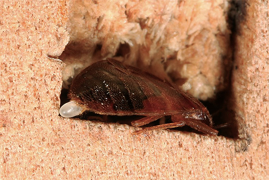 Schon ein einziges erwachsenes weibliches Bettwanze, das von einer Reise mitgebracht wird, kann zur Gründerin einer ganzen Parasitenpopulation in der Wohnung werden. Sogar ein einziges erwachsenes Weibchen, das von einer Reise mitgebracht wird, kann zur Begründerin einer ganzen Parasitenpopulation im Haus werden.