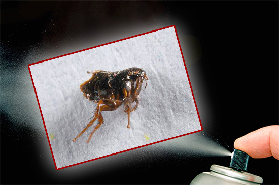 Wenn sich Flöhe in der Wohnung eingenistet haben, kann nur ein umfassender Ansatz diese blutsaugenden Parasiten schnell und zuverlässig vernichten. Darüber, wie man das richtig macht, sprechen wir im Folgenden... Wenn sich Flöhe in der Wohnung eingenistet haben, kann nur ein umfassender Ansatz diese blutsaugenden Parasiten schnell und zuverlässig vernichten. Darüber, wie man das richtig macht, sprechen wir im Folgenden...