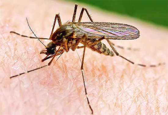 Oft werden Insektenvernichter gekauft, um Mücken im Haus loszuwerden.