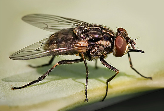 Ein guter Insektenvernichter kommt leicht mit Fliegen zurecht, die zufällig ins Haus fliegen.