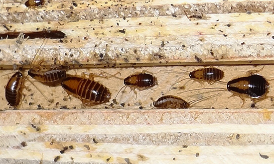 Delta Zone vernichtet selbst die Kakerlaken, die bereits eine Resistenz gegen einige andere Insektizide entwickelt haben.