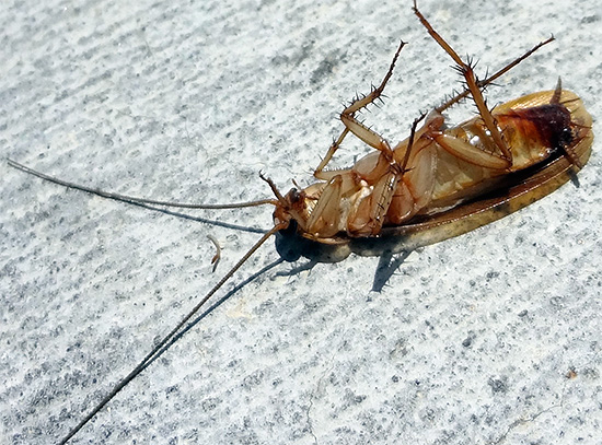 Die Barrierewirkung von Delta Zone sorgt für das Absterben von Insekten, die von Nachbarn kommen.