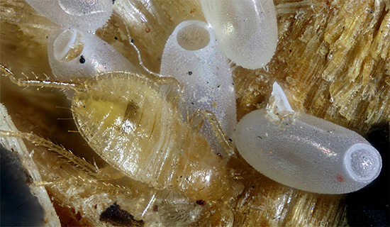 In der Regel schlüpfen nach ein paar Wochen die Larven aus den Eiern.