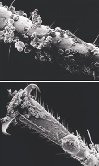 Das mikroverkapselte Insektizid haftet gut an den Beinen, Fühlern und dem Körper der Insekten, was die Wirksamkeit des Mittels stark erhöht.