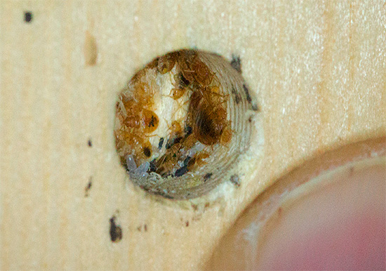 Auf dem Foto ist ein Bettwanzen-Nest in einem Möbelstück zu sehen – es sind Eier und Larven der Parasiten erkennbar. Das Foto zeigt ein Wanzennest in einem Möbelstück – man sieht Eier und Larven der Parasiten.