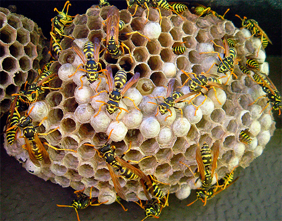 Dichlorvos ist durchaus geeignet, um die Insekten im Nest schnell zu vergiften. Dichlorvos ist durchaus geeignet, um die Insekten im Nest schnell zu vergiften.