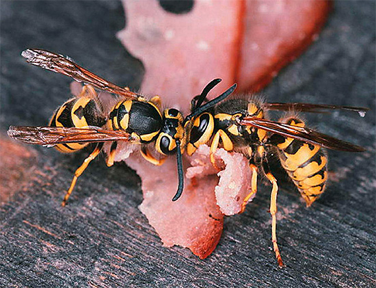 Den vergifteten Köder tragen die Wespen in ihr Nest und verfüttern ihn an die Larven und die Königin. Den vergifteten Köder tragen die Wespen in ihr Nest und verfüttern ihn an die Larven und die Königin.