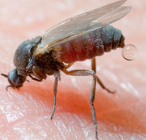 Insektenstiche, zum Beispiel in der Taiga (Gnus), können sehr schwerwiegende Folgen haben, wenn nicht rechtzeitig entsprechende Schutzmaßnahmen ergriffen werden. Insektenstiche, zum Beispiel in der Taiga (Gnus), können sehr schwerwiegende Folgen haben, wenn nicht rechtzeitig entsprechende Schutzmaßnahmen ergriffen werden.