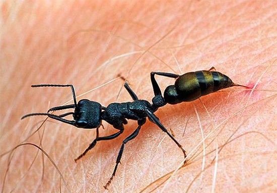 Die Bisse der Kugelameise gelten als die schmerzhaftesten unter den Insekten Die Bisse der Kugelameise gelten als die schmerzhaftesten unter den Insekten