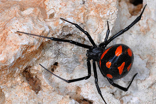 Die Bisse der giftigen Spinne Karakurt sind für den Menschen tödlich... Die Bisse der giftigen Spinne Karakurt sind für den Menschen tödlich...