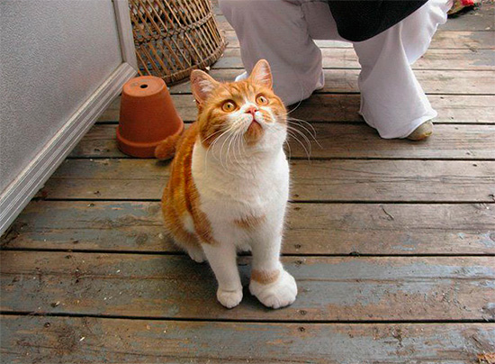 Ein Wespenstich bei Katzen und Hunden führt zu einer Schwellung der betroffenen Stelle – genau wie beim Menschen. Ein Wespenstich bei Katzen und Hunden führt zu einer Schwellung der betroffenen Stelle – genau wie beim Menschen.