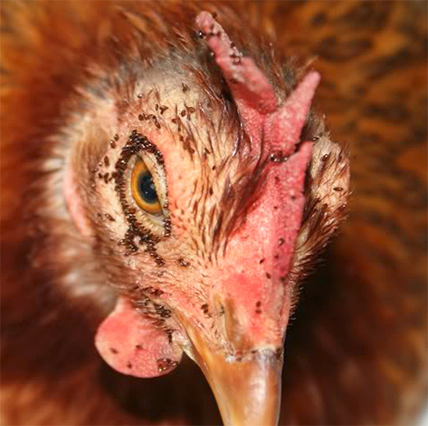 Massenbisse von Hühnerflöhen können zum Verenden der Vögel führen. Massenbisse von Hühnerflöhen können zum Verenden der Vögel führen.