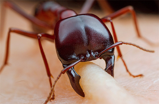 Mit Ausnahme einiger stechender Ameisenarten hinterlassen die Stiche dieser Insekten auf der Haut meist nur kaum sichtbare Spuren. Mit Ausnahme einiger stechender Ameisenarten hinterlassen die Stiche dieser Insekten auf der Haut meist nur kaum sichtbare Spuren.