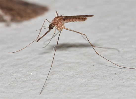Ultraschall kann tatsächlich Mücken vertreiben, da diese Insekten ihn zur Kommunikation nutzen.