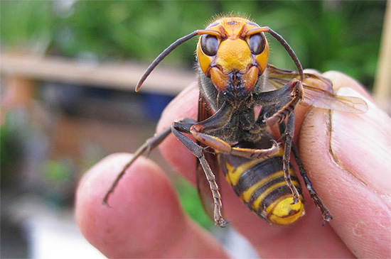 Stiche der riesigen japanischen Hornisse gelten selbst für gesunde Menschen ohne Insektenallergie als gefährlich. Stiche der riesigen japanischen Hornisse gelten selbst für gesunde Menschen ohne Insektenallergie als gefährlich.