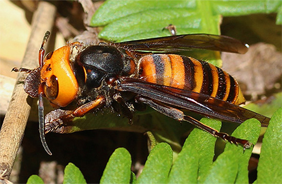 Die Hornisse Vespa Mandarinia Die Hornisse Vespa Mandarinia