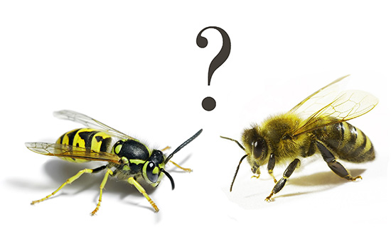 Die Wirkung von Wespengift ist der von Bienengift in vielerlei Hinsicht ähnlich, und zwar so sehr, dass nicht einmal immer klar ist, welches Insekt genau gestochen hat... Die Wirkung von Wespengift ist der von Bienengift in vielerlei Hinsicht ähnlich, und zwar so sehr, dass nicht einmal immer klar ist, welches Insekt genau gestochen hat...