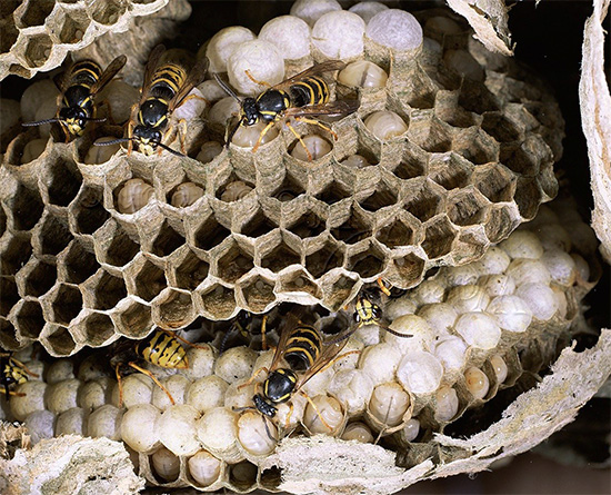 Sprechen wir über die sogenannten Wildwespen – unter diesem Namen verbergen sich viele Insektenarten... Sprechen wir über die sogenannten Wildwespen – unter diesem Namen verbergen sich viele Insektenarten...