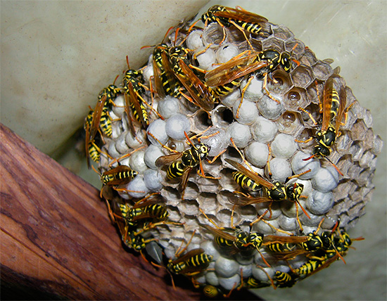 In einzelnen Zellen des Wespennests sind die Larven dieser Insekten gut zu sehen. In einzelnen Zellen des Wespennests sind die Larven dieser Insekten gut zu sehen.