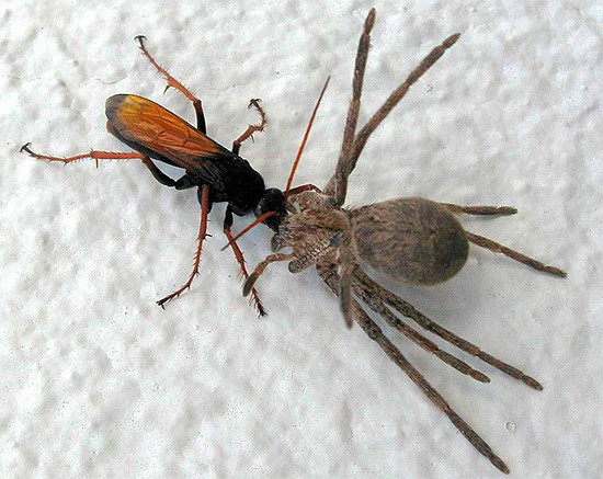 Manche Wildwespen jagen bevorzugt Spinnen. Manche Wildwespen jagen bevorzugt Spinnen.