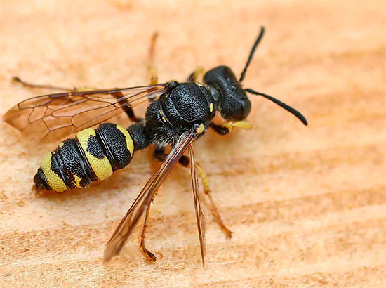 Das Foto zeigt den Bienenwolf Philanthus. Das Foto zeigt den Bienenwolf Philanthus