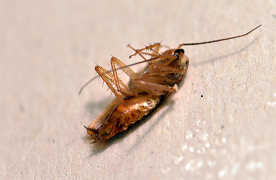 Mit einem Gel lassen sich Kakerlaken nicht schnell vergiften, aber für die allmähliche Vernichtung der Insekten ist es gut geeignet. Mit einem Gel lassen sich Kakerlaken nicht schnell vergiften, aber für die allmähliche Vernichtung der Insekten ist es gut geeignet.