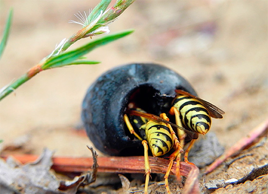 Man kann die Trauben schützen, ohne die Wespen zu töten, indem man lediglich die Trauben vor dem Zugang der Insekten bewahrt. Man kann die Trauben schützen, ohne die Wespen zu töten, indem man lediglich die Trauben vor dem Zugang der Insekten bewahrt.
