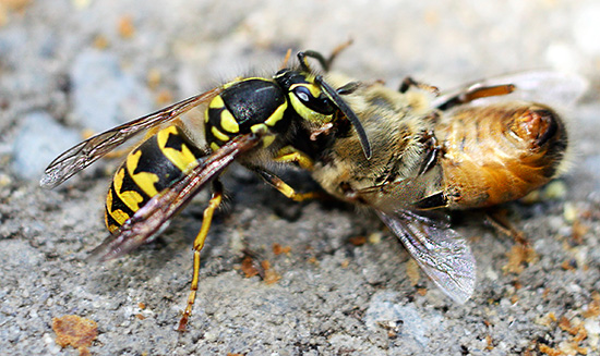 Sprechen wir darüber, wie man richtig gegen Wespen vorgeht, um den Bienenstand vor ihren Angriffen zu schützen und die Bienenvölker heil und unversehrt zu retten... Sprechen wir darüber, wie man richtig gegen Wespen vorgeht, um den Bienenstand vor ihren Angriffen zu schützen und die Bienenvölker heil und unversehrt zu retten...