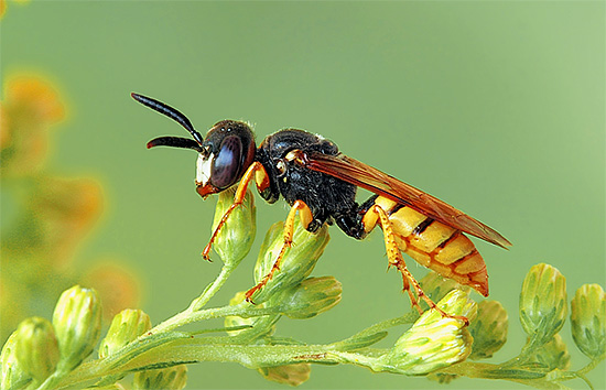 Regelmäßiges Fangen von Philanths hilft, ihre Anzahl am Bienenstand zu minimieren. Regelmäßiges Fangen von Philanths hilft, ihre Anzahl am Bienenstand zu minimieren.