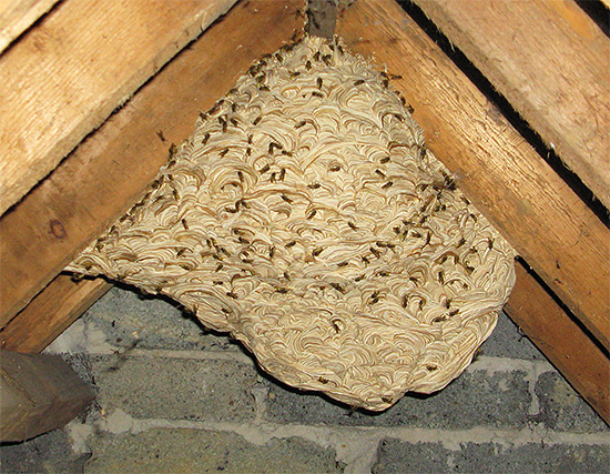 Versuchen Sie nicht, ein Wespennest mit Feuer zu vernichten, wenn es sich in einem Holzbau befindet. Versuchen Sie nicht, ein Wespennest mit Feuer zu vernichten, wenn es sich in einem Holzbau befindet.