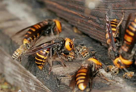 Das Foto zeigt, wie mehrere große Hornissen ein Bienenvolk angreifen und versuchen, in den Bienenstock einzudringen. Das Foto zeigt, wie mehrere große Hornissen ein Bienenvolk angreifen und versuchen, in den Bienenstock einzudringen.